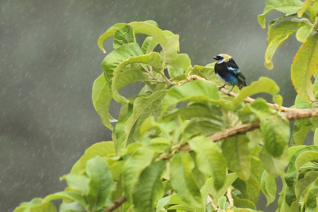 Golden-hooded tanager, 20 March 2014